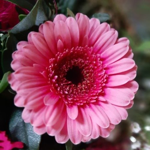 Blumen prelle 3 (Klein)